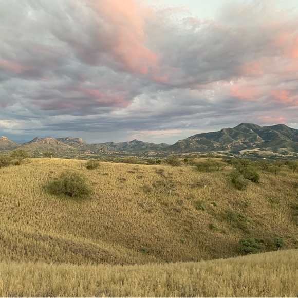 Meet your Posher, Lottie - Picture 3 of 4